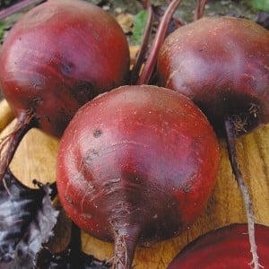 Bordeaux table beets: ideal color and taste for culinary use and long-term storage