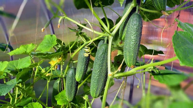 How and what to feed cucumbers for their record yield