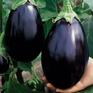 Why summer residents like the Black Beauty variety of eggplant and how to grow it