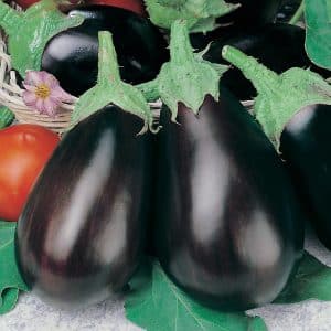 Why summer residents like the Black Beauty variety of eggplant and how to grow it