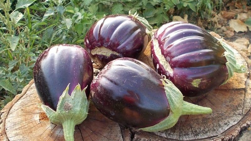 Why summer residents like the Black Beauty variety of eggplant and how to grow it