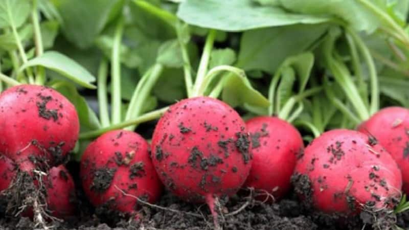 We prepare radishes for the winter by freezing and other methods.
