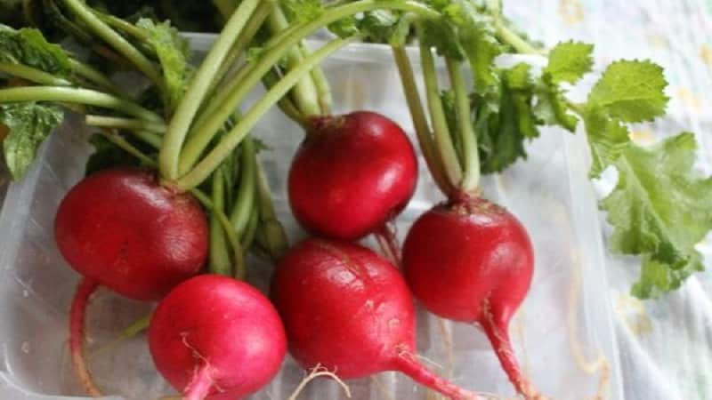 We prepare radishes for the winter by freezing and other methods.