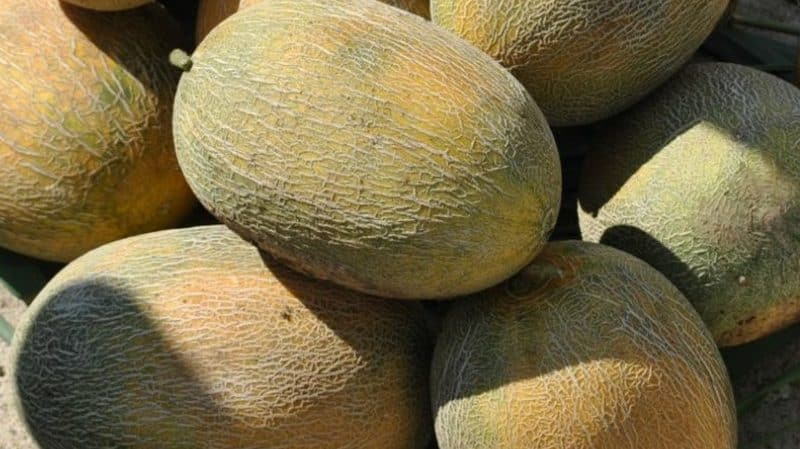The Amal melon hybrid, beloved by summer residents, tastes great and is resistant to diseases