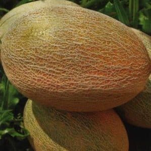 The Amal melon hybrid, beloved by summer residents, tastes great and is resistant to diseases