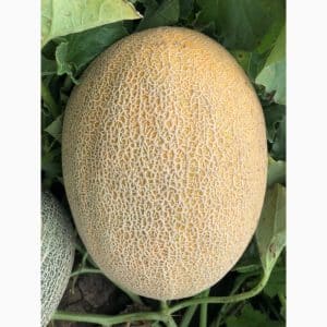 The Amal melon hybrid, beloved by summer residents, tastes great and is resistant to diseases