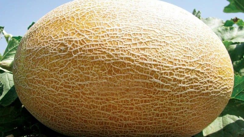 The Amal melon hybrid, beloved by summer residents, tastes great and is resistant to diseases