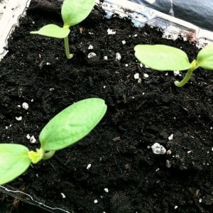 Exotic cantaloupe cantaloupe: review of a variety with amazing taste and aroma