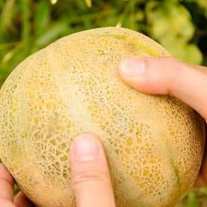 What to do if the melon is not ripe: storage rules for fruit ripening and tips for choosing