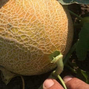 What to do if the melon is not ripe: storage rules for fruit ripening and tips for choosing