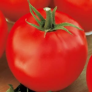 A favorite of summer residents with high yields and an excellent reputation - the Bourgeois tomato for open ground and greenhouses