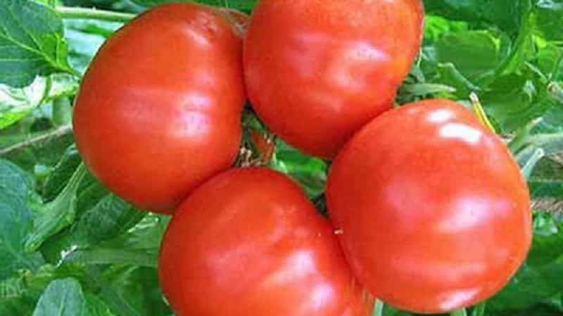 A favorite of summer residents with high yields and an excellent reputation - the Bourgeois tomato for open ground and greenhouses