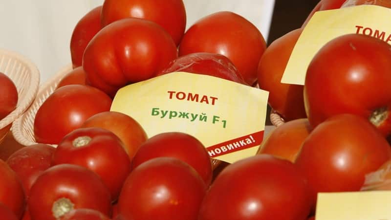 A favorite of summer residents with high yields and an excellent reputation - the Bourgeois tomato for open ground and greenhouses