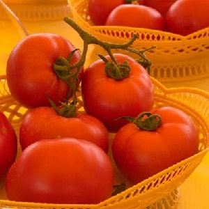 A favorite of summer residents with high yields and an excellent reputation - the Bourgeois tomato for open ground and greenhouses