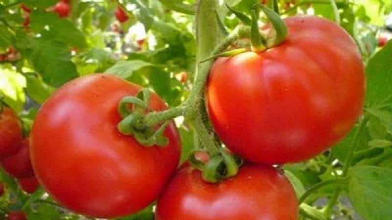 A favorite of summer residents with high yields and an excellent reputation - the Bourgeois tomato for open ground and greenhouses