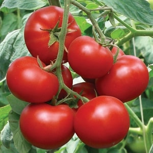 A favorite of summer residents with high yields and an excellent reputation - the Bourgeois tomato for open ground and greenhouses
