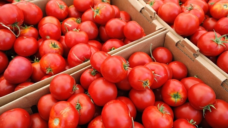 A favorite of summer residents with high yields and an excellent reputation - the Bourgeois tomato for open ground and greenhouses