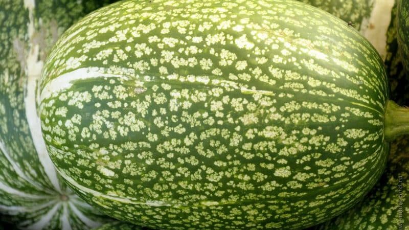 What is figleaf pumpkin: features of the species and its use in cooking and folk medicine