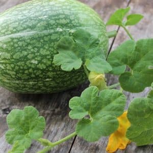 What is figleaf pumpkin: features of the species and its use in cooking and folk medicine