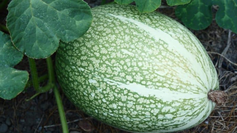 What is figleaf pumpkin: features of the species and its use in cooking and folk medicine