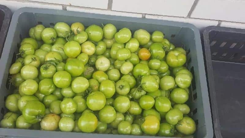 Where and how to store green tomatoes so that they turn red as quickly as possible and how to preserve ripe fruits for a long time