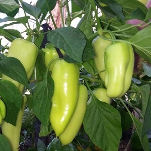 Hybrid from Holland - Gypsy pepper: description and growing instructions