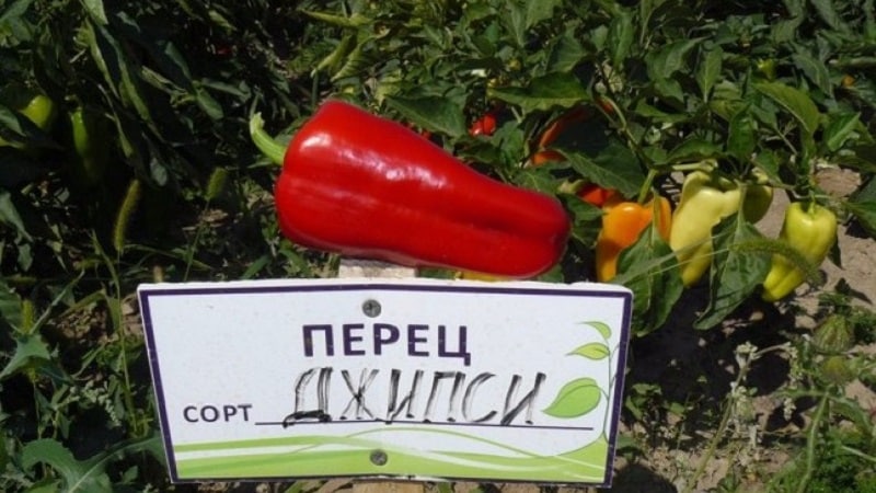 Hybrid from Holland - Gypsy pepper: description and growing instructions