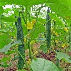 Hybrid cucumber Chinese cold-resistant f1 for growing in regions with harsh climates