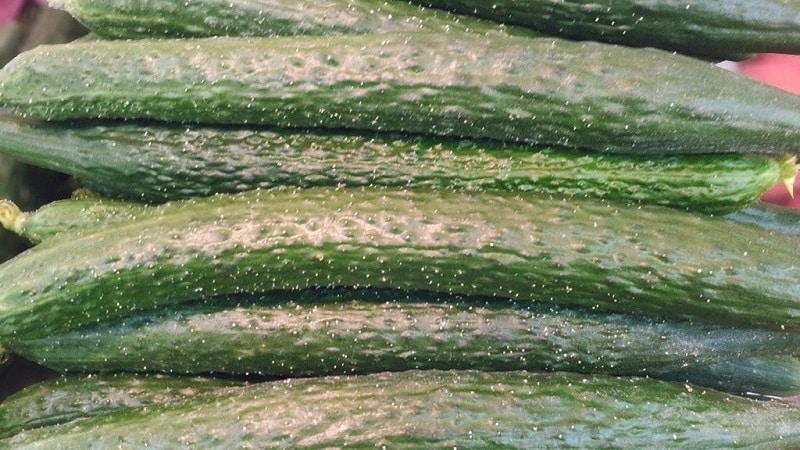 Hybrid cucumber Chinese cold-resistant f1 for growing in regions with harsh climates