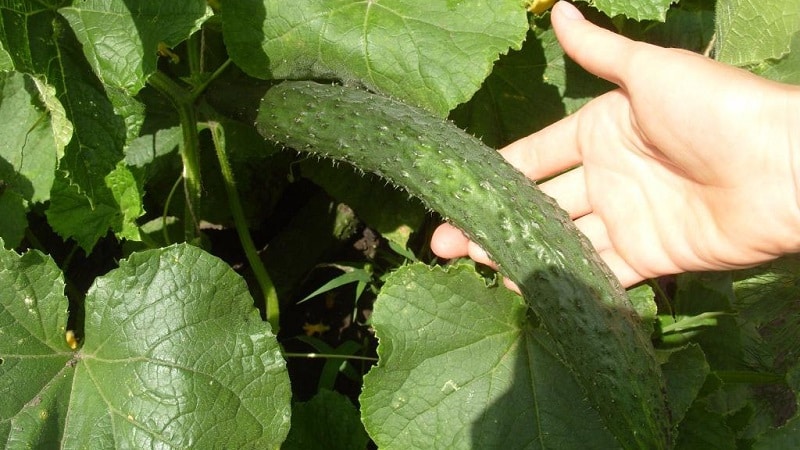 Hybrid cucumber Chinese cold-resistant f1 for growing in regions with harsh climates
