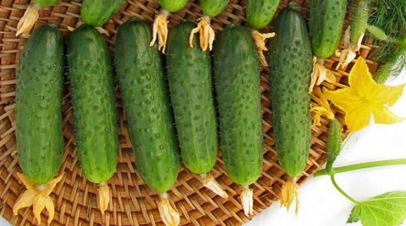 Early ripening cucumber hybrid Maryina Roshcha f1, loved by summer residents for its high yield