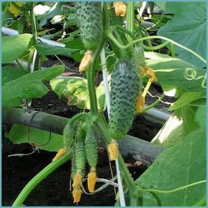 Early ripening cucumber hybrid Maryina Roshcha f1, loved by summer residents for its high yield