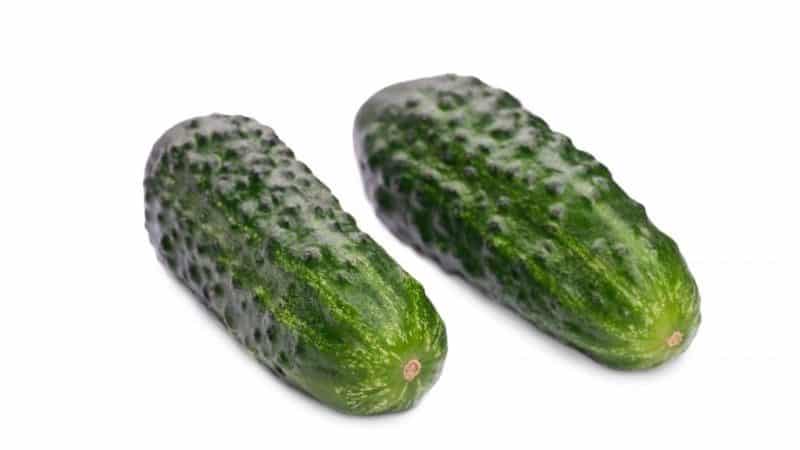 Early ripening cucumber hybrid Maryina Roshcha f1, loved by summer residents for its high yield