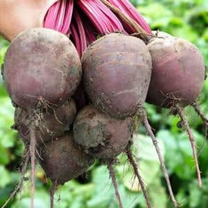 Why gardeners prefer beet hybrid Vodan f1 and how to grow it correctly