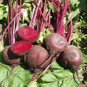 Why gardeners prefer beet hybrid Vodan f1 and how to grow it correctly