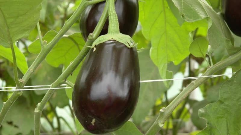 Hybrid eggplant Clorinda from Dutch breeders