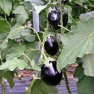 Hybrid eggplant Clorinda from Dutch breeders