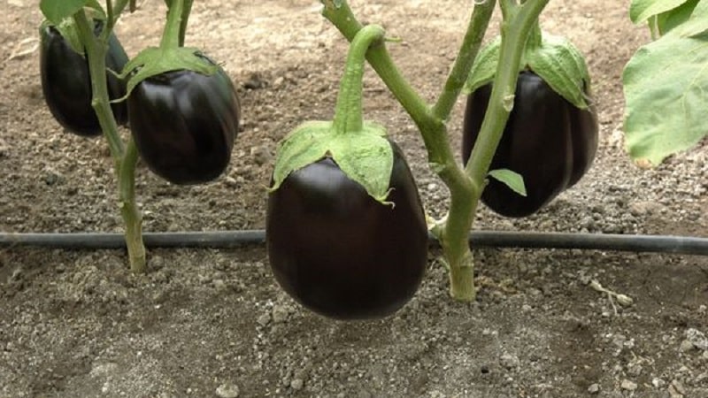 Hybrid eggplant Clorinda from Dutch breeders