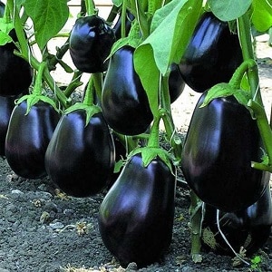 Hybrid eggplant Clorinda from Dutch breeders