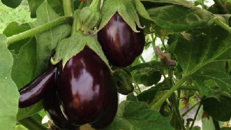 Hybrid eggplant Clorinda from Dutch breeders