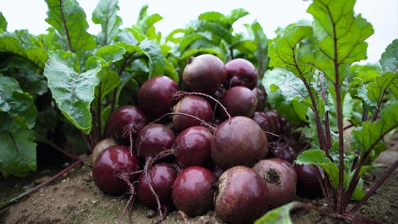 Dutch beet hybrid Action f1: features of the crop and secrets of proper care for it