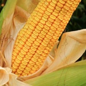 Characteristics and description of corn seed hybrid Krasnodar 291 AMB