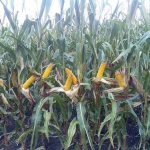 Characteristics and description of corn seed hybrid Krasnodar 291 AMB