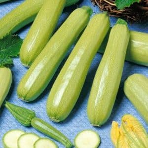 Cavili zucchini variety from Dutch breeders: what you might like and how to grow it correctly