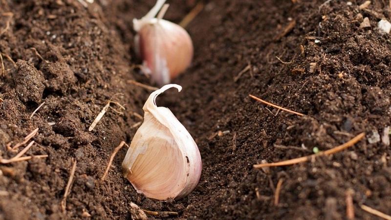 How and with what to treat garlic before planting for the winter: rules for preparing planting material and useful tips