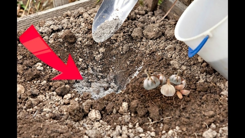 How and with what to treat garlic before planting for the winter: rules for preparing planting material and useful tips