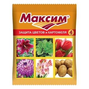 How and with what to treat garlic before planting for the winter: rules for preparing planting material and useful tips