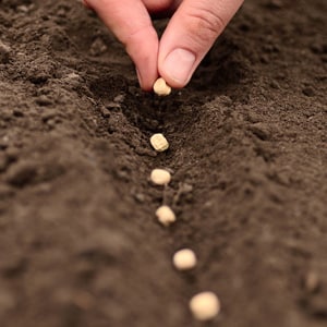 How and with what to treat garlic before planting for the winter: rules for preparing planting material and useful tips