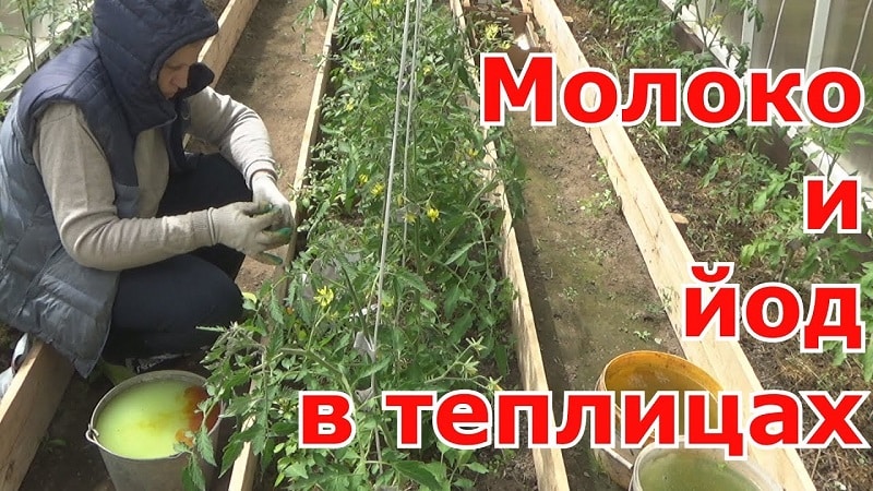 How and why to spray tomatoes with iodine serum: solution recipe and processing instructions