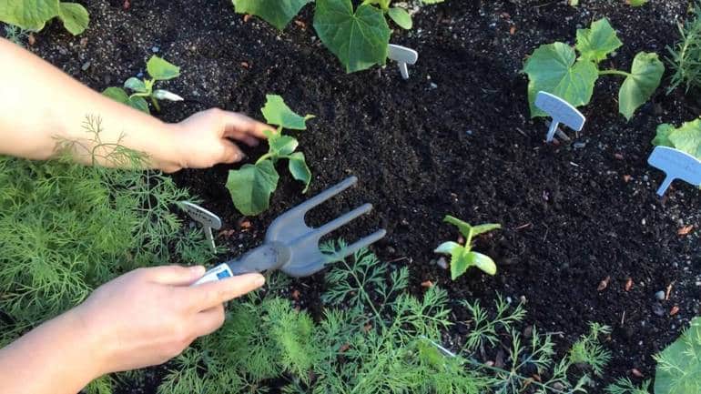 How to get rid of spider mites on cucumbers in a greenhouse: proven methods of control and prevention